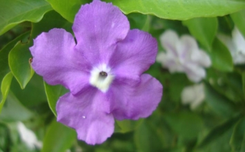 Chính đời sống là pháp